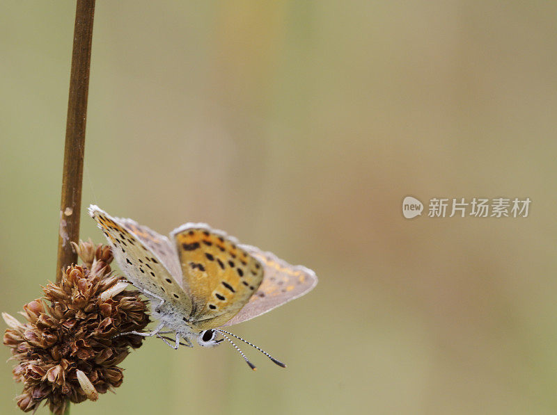 灰铜蝶(Lycaena tityrus)雌性